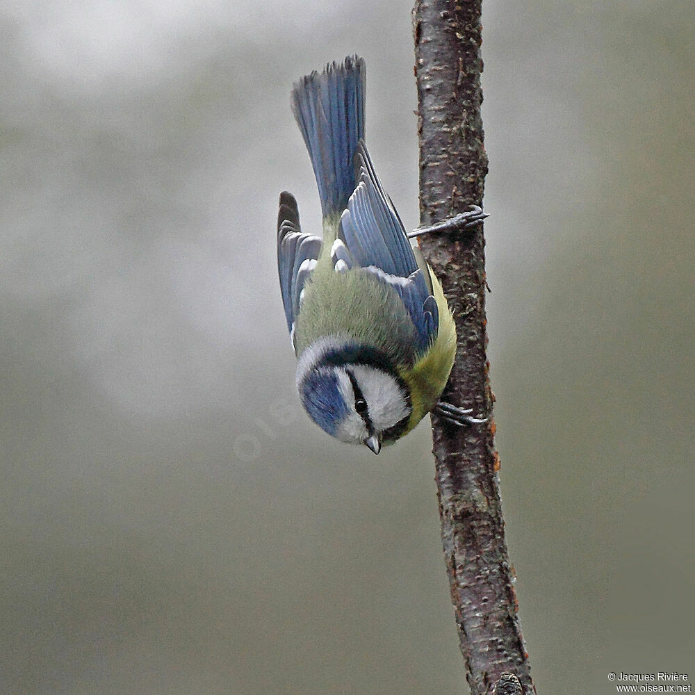 Eurasian Blue Titadult post breeding