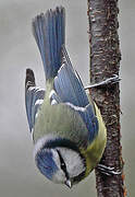 Eurasian Blue Tit