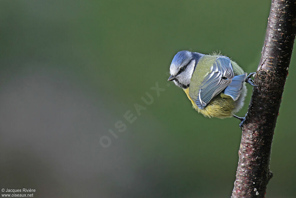 Mésange bleueadulte internuptial