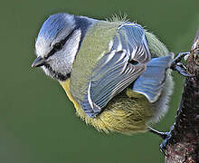 Mésange bleue