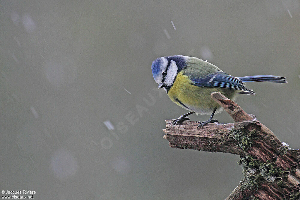 Eurasian Blue Titadult post breeding