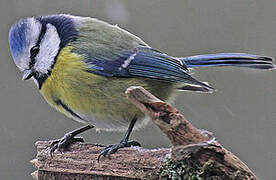 Eurasian Blue Tit