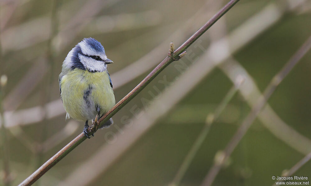 Eurasian Blue Titadult post breeding