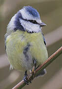 Eurasian Blue Tit