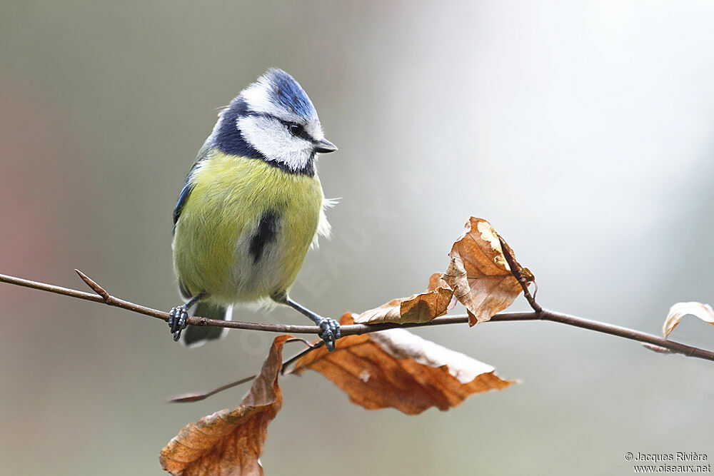 Mésange bleueadulte internuptial