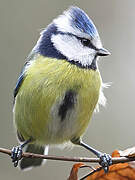 Eurasian Blue Tit