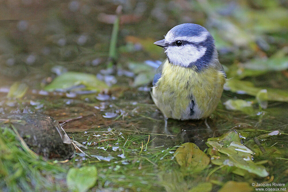 Mésange bleueadulte, Comportement