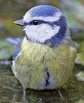 Mésange bleue