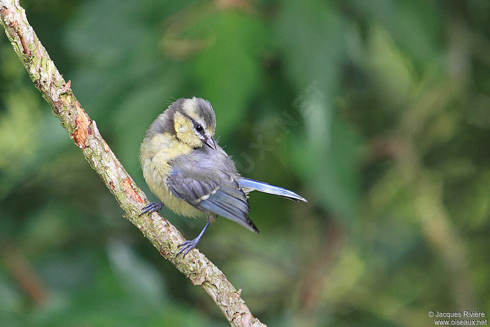 Eurasian Blue Titjuvenile