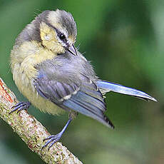 Mésange bleue