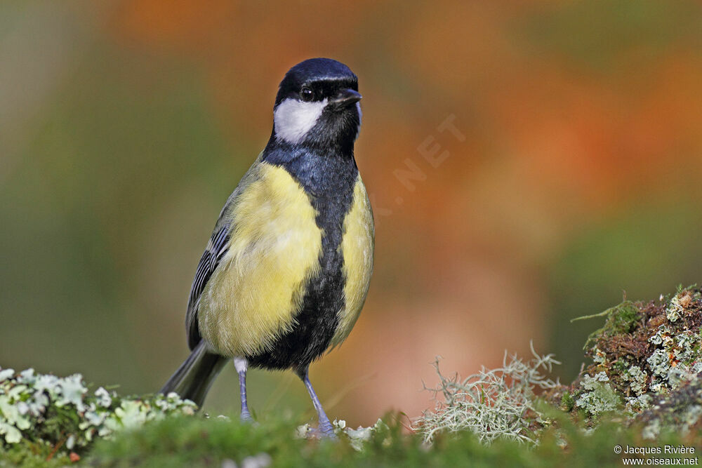 Great Tit male adult breeding