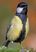 Great Tit