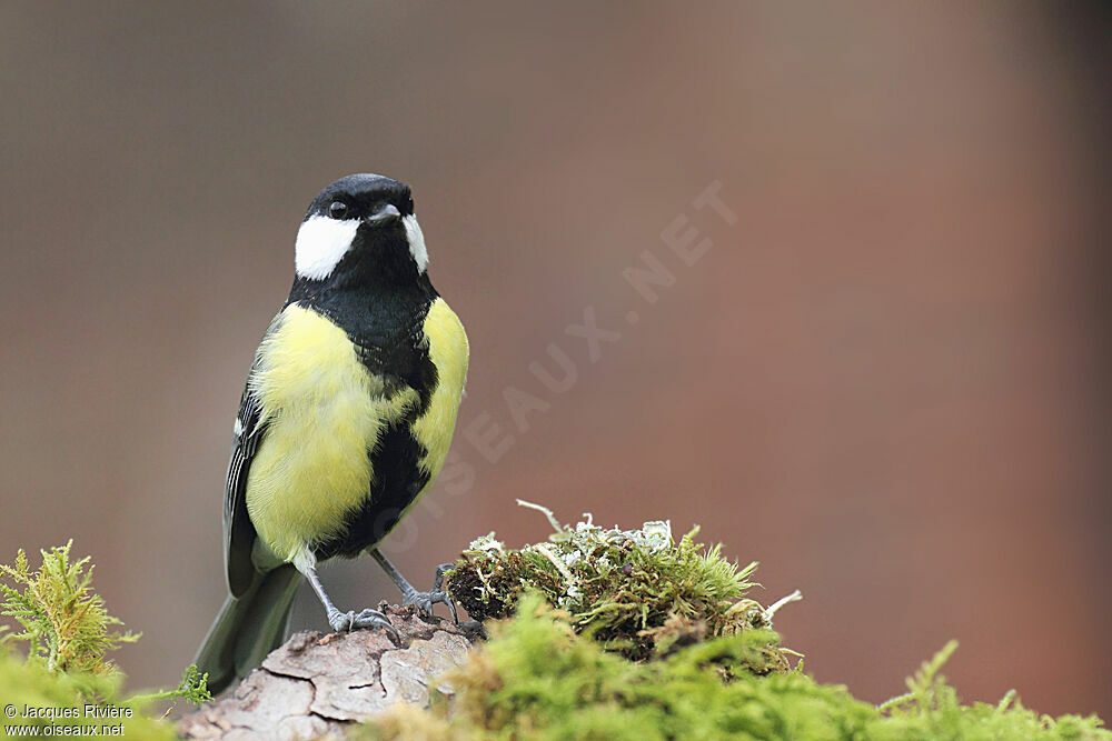 Mésange charbonnière mâle adulte nuptial