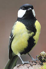 Mésange charbonnière