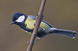 Great Tit