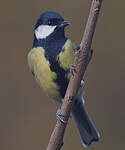 Mésange charbonnière