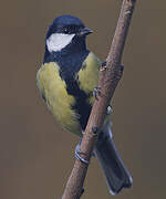 Great Tit