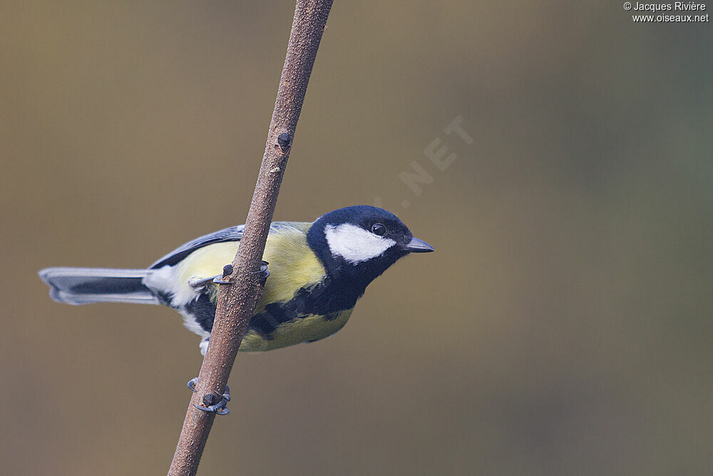 Mésange charbonnièreadulte internuptial