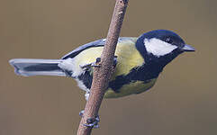 Mésange charbonnière