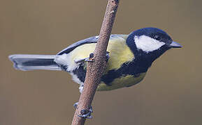 Great Tit