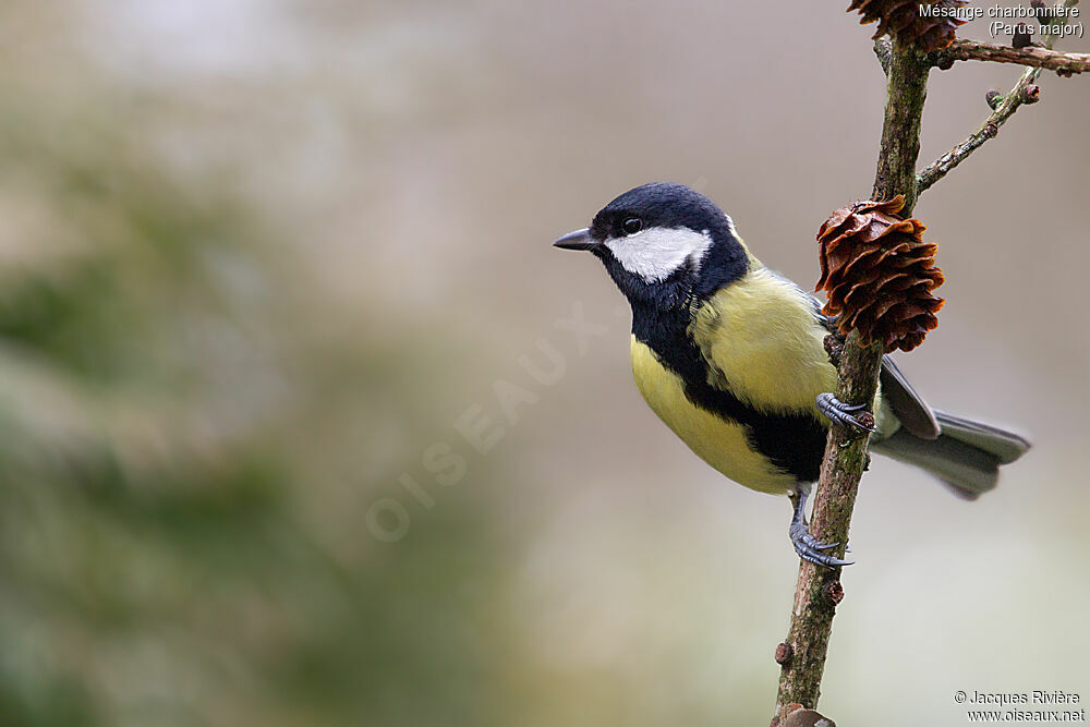 Mésange charbonnière mâle adulte, identification