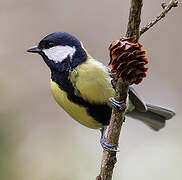 Great Tit