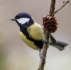 Mésange charbonnière