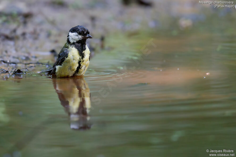 Great Tit male adult, identification, swimming