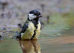 Great Tit