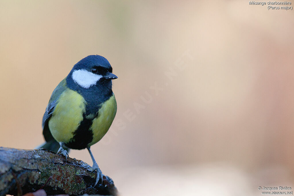 Great Tit male adult post breeding, identification