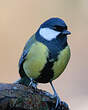 Mésange charbonnière