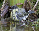 Mésange charbonnière