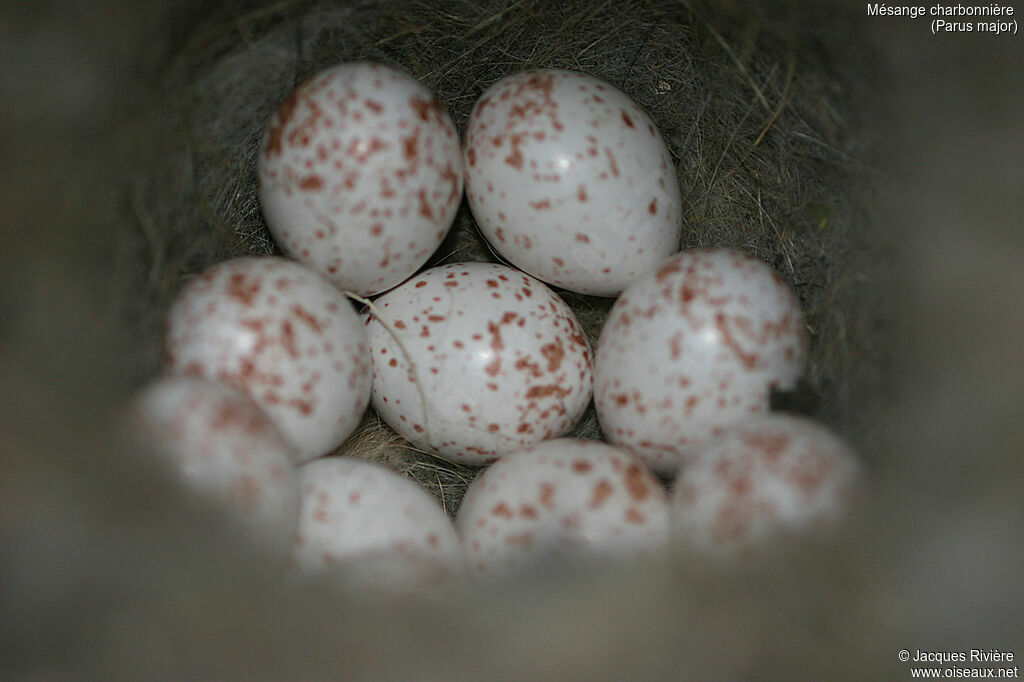 Mésange charbonnière, Nidification