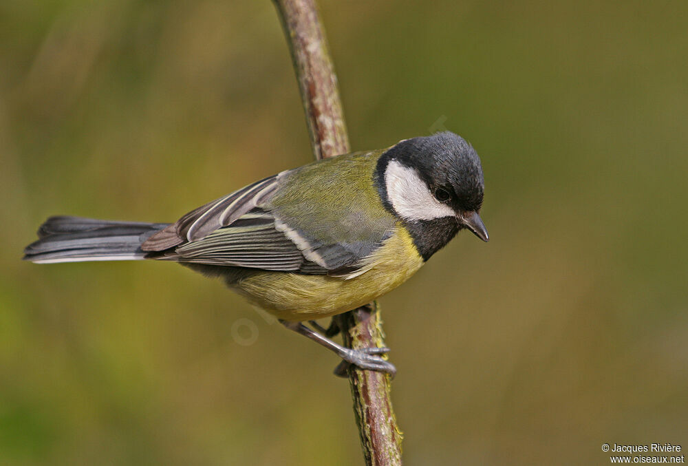 Mésange charbonnière femelle adulte nuptial