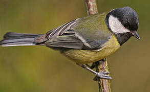 Great Tit