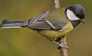 Mésange charbonnière