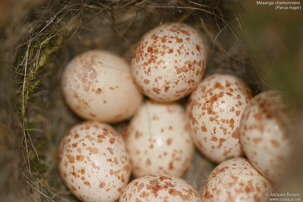 Mésange charbonnière, Nidification