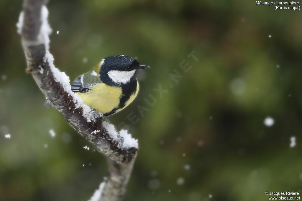 Great Tit male adult breeding, identification