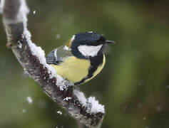 Great Tit