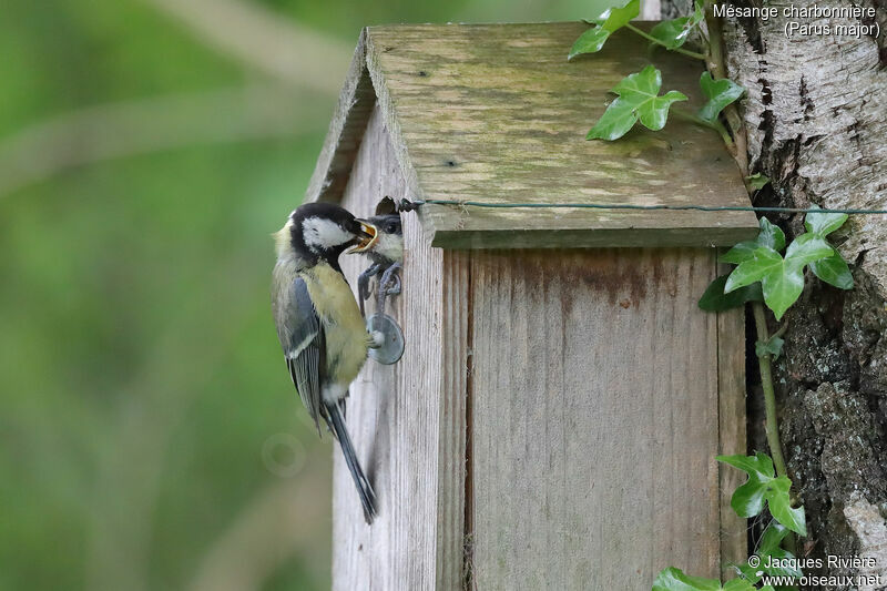 Great Tit male adult breeding, identification, Reproduction-nesting