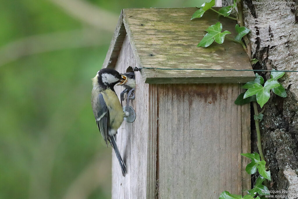 Mésange charbonnière mâle adulte nuptial, identification, Nidification