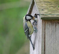 Great Tit