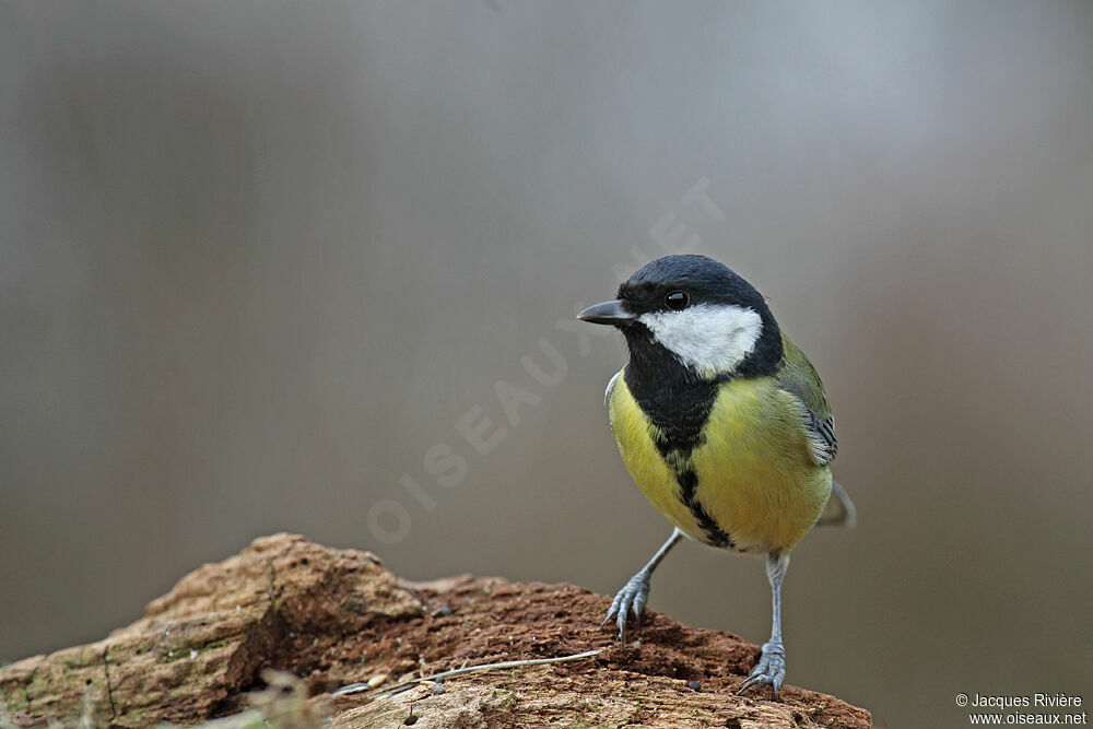 Great Tit female adult breeding