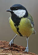 Great Tit