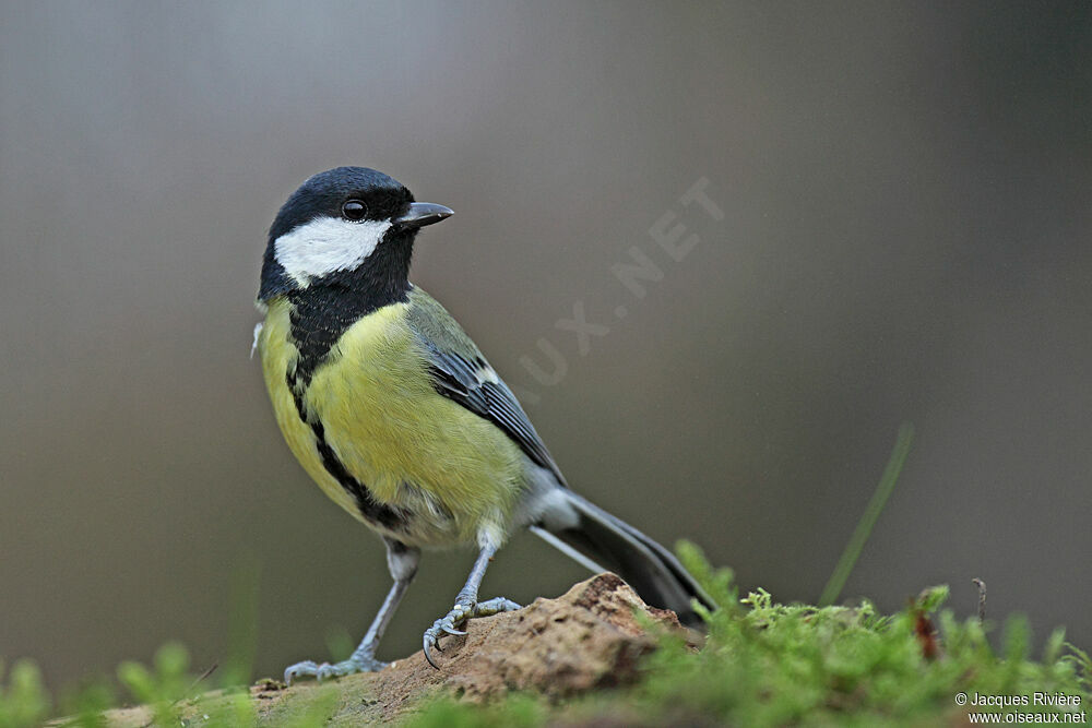 Mésange charbonnière femelle adulte nuptial