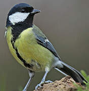 Great Tit