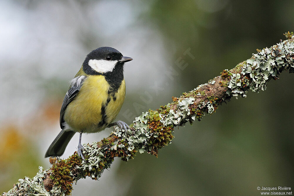 Mésange charbonnière femelle adulte nuptial