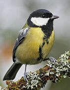 Great Tit