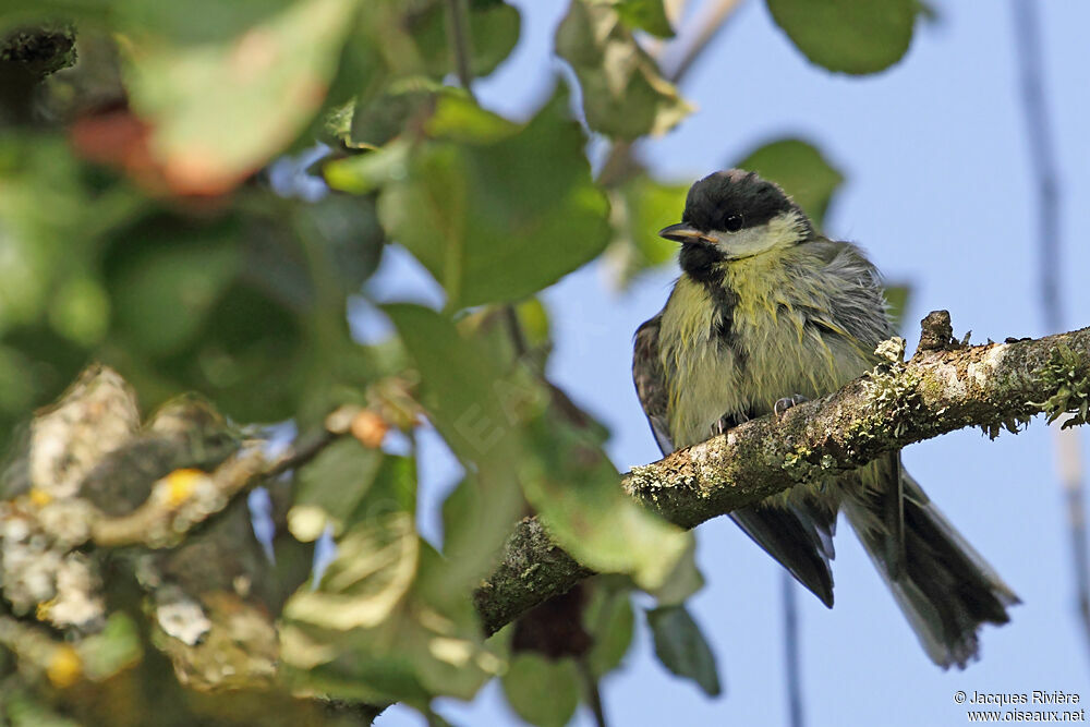 Mésange charbonnièrejuvénile