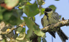 Great Tit